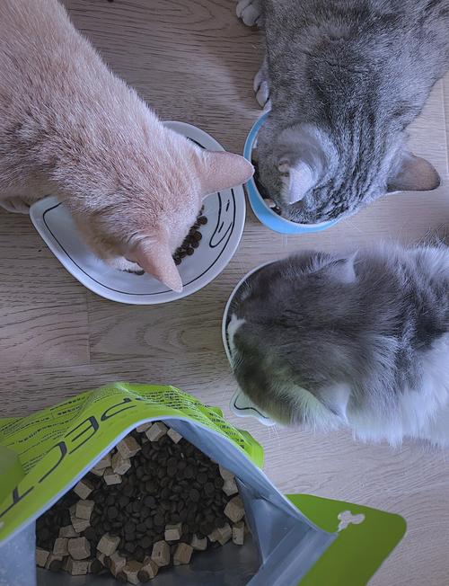 猫咪闻了猫粮扭头走开的室内场景