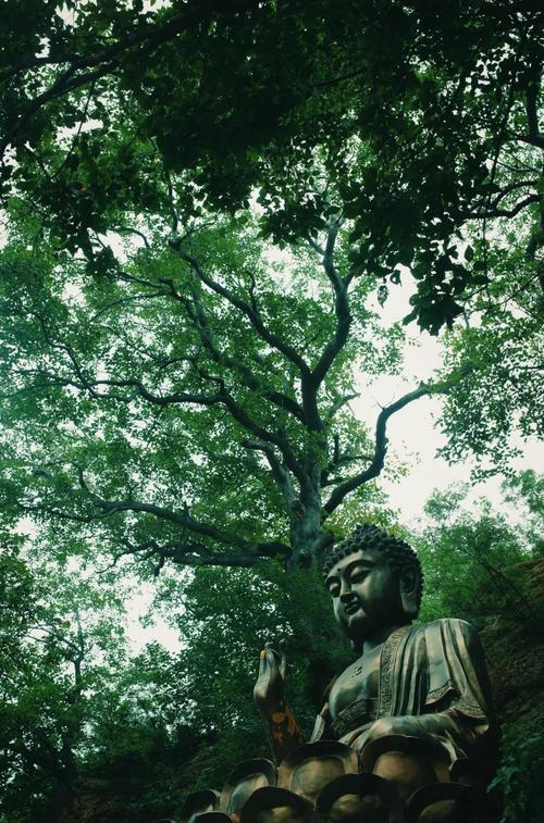 曼斗佛寺菩提树光影