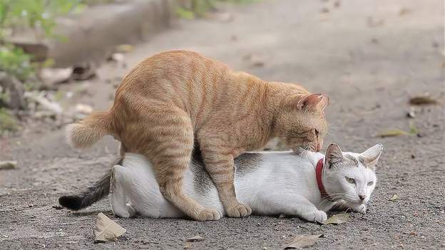 母猫发情期行为观察记录图