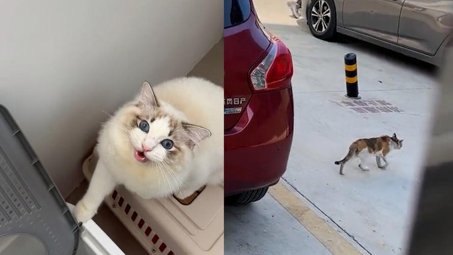 户外三花母猫发情叫春实拍