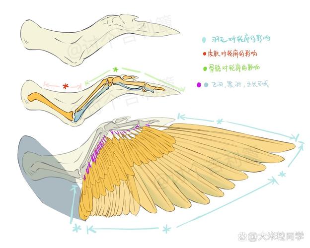 海鸥翅膀翼型结构剖面图