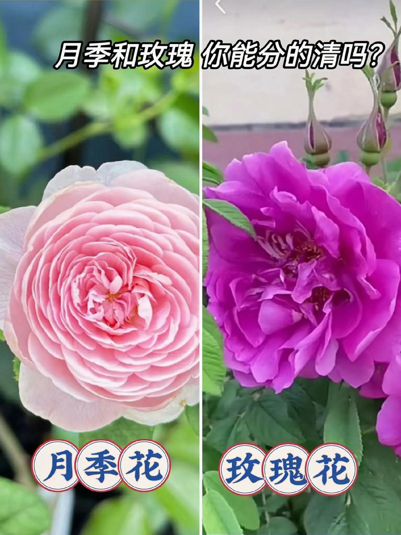 真正玫瑰Rosa rugosa与切花月季对比图
