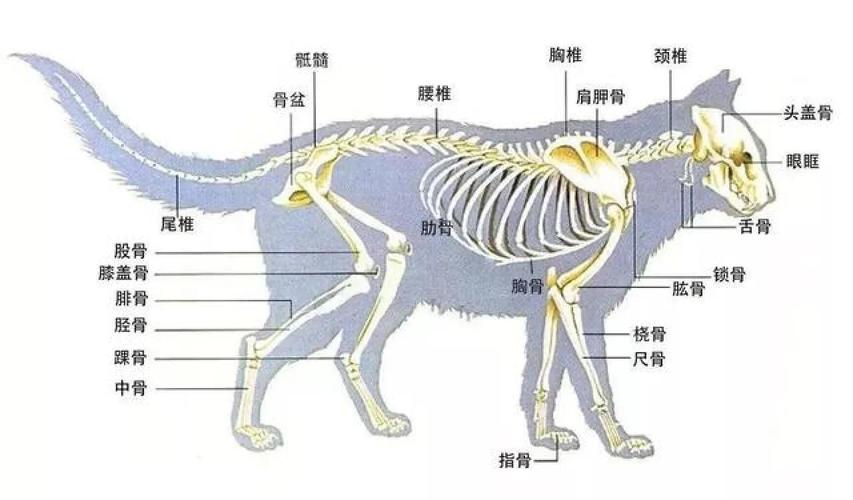 犬猫钙磷比对骨骼发育作用示意图