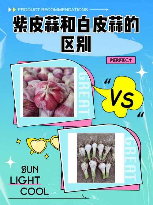 蒜的江湖:紫皮、白皮与独头蒜