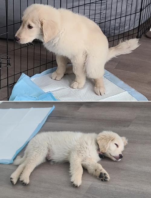 金毛狗狗蹲狗厕所排尿实拍