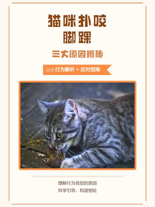 猫咪为什么会对你的脚踝发起攻击?