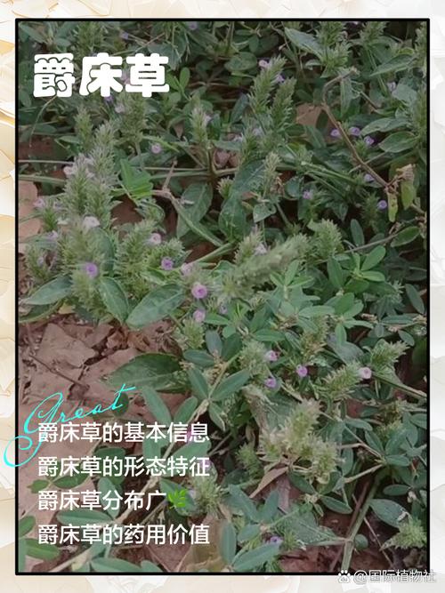 🌿 植物与家具，小心二次伤害