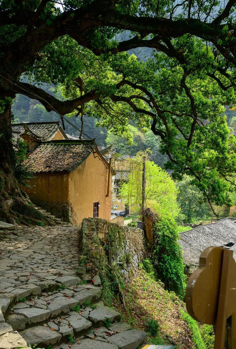 浙南松阳杨家堂古村落自驾沿途风景