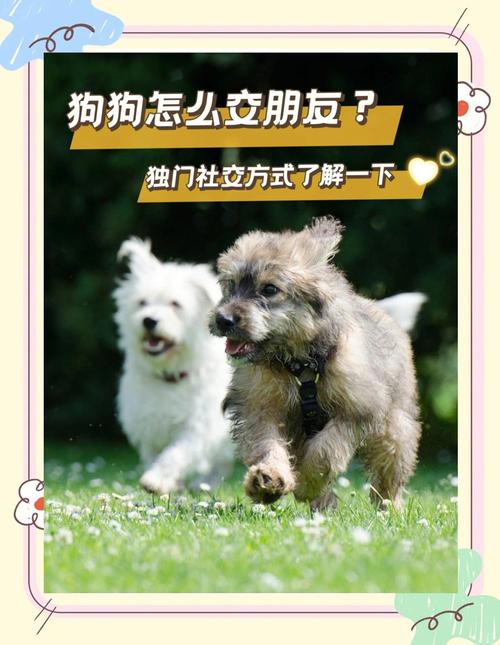 正确的狗狗社交,顺着它来比什么都重要