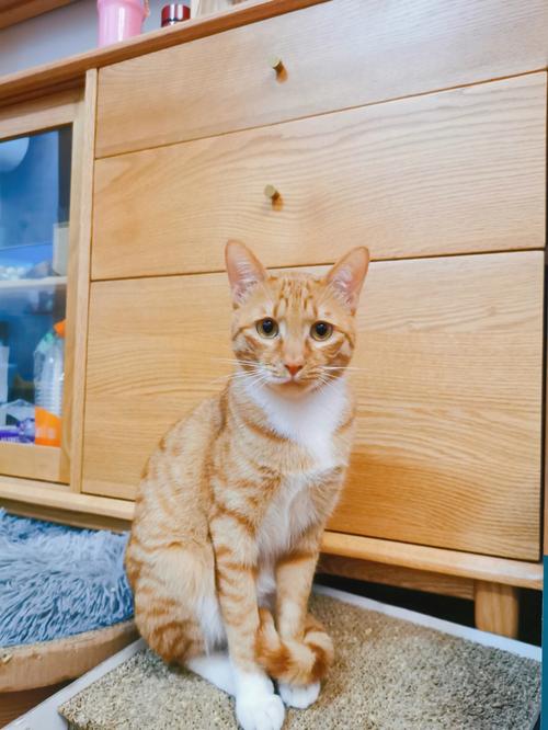 16岁老年橘猫蹲在客厅墙角发呆的实拍图