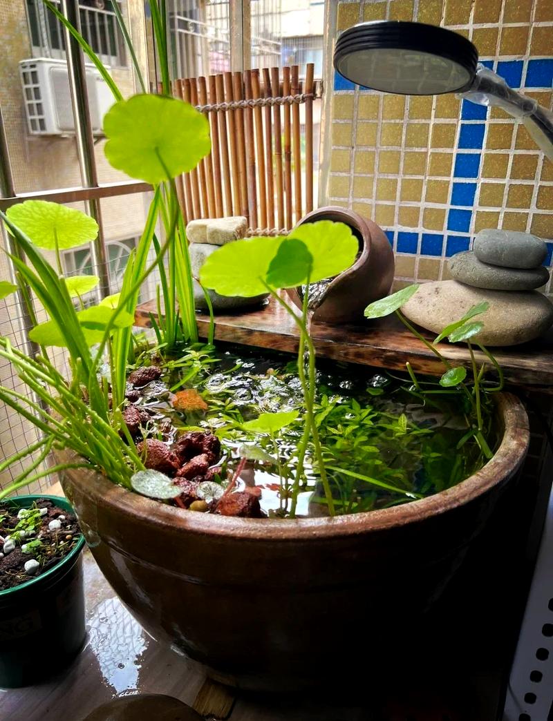 秋季窗边敞口玻璃缸盛水加湿的日常场景