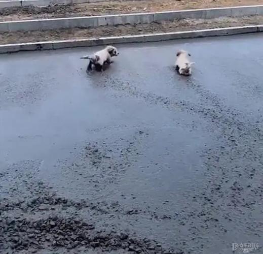 从屏幕到水泥，怎么不翻车