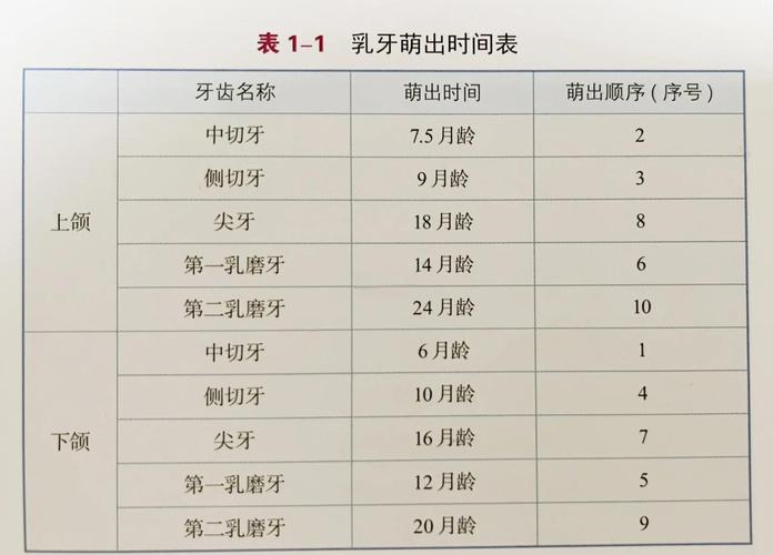 儿童恒牙萌出记录表模板