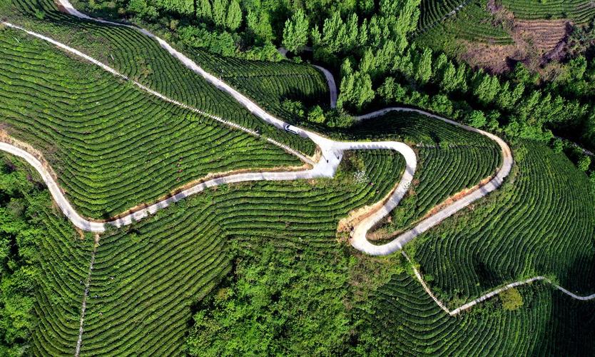 湖北南漳云台山水库岸边茶园