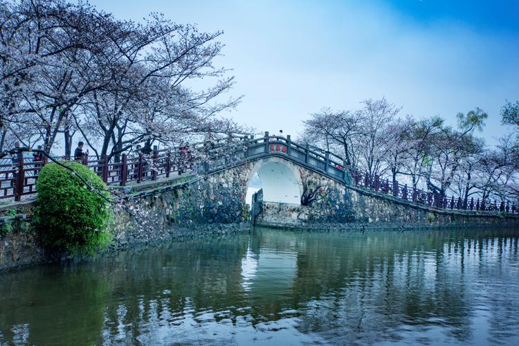 鼋头渚长春桥春季樱花临水落瓣景观