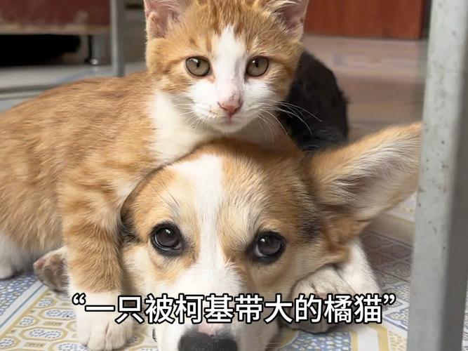 柯基被橘猫薅耳朵疼得蹦起来的客厅抓拍图