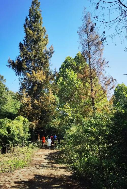 南漳七里山森林公园林荫登山步道