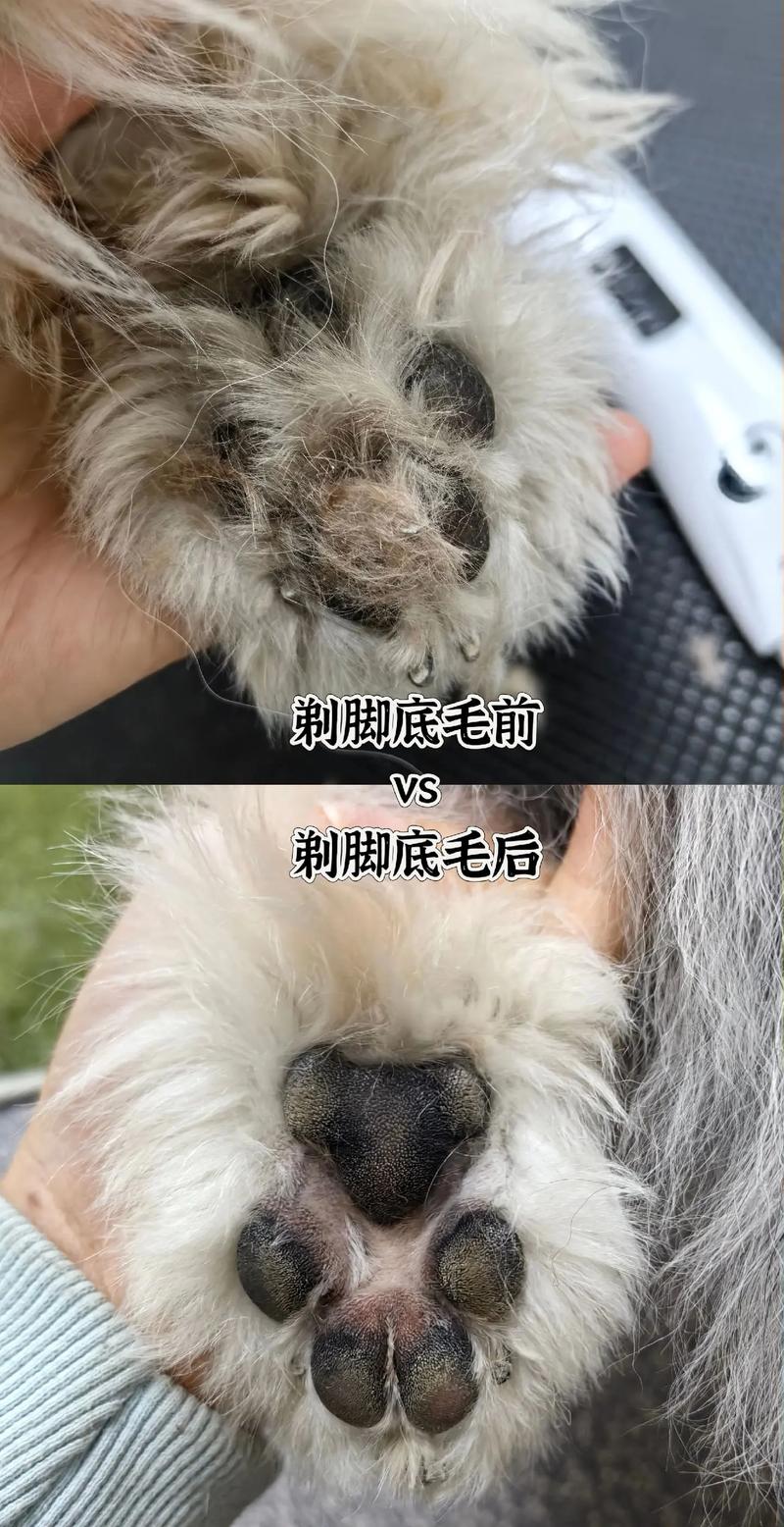 宠物狗脚底毛发过长需修剪的示意照片