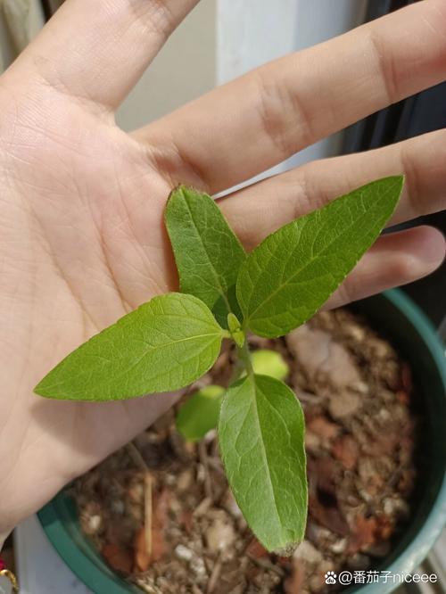 小学植物角枯萎向日葵幼苗