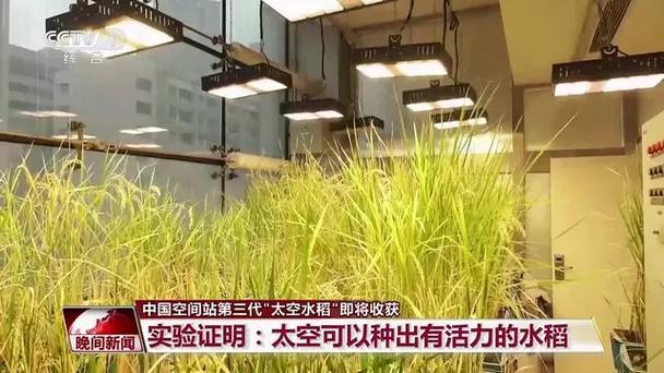 天宫空间站微重力环境中种植的水稻植株