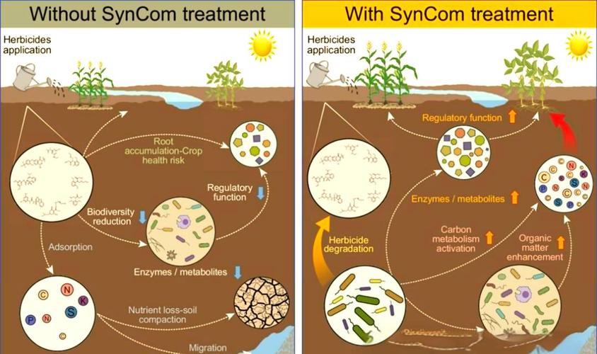 土壤微生物群落多样性示意图