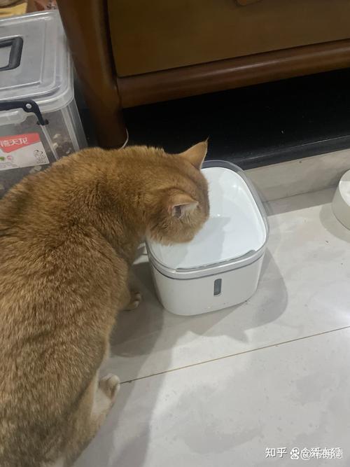猫慢性肾病初期蹲水碗多饮场景图