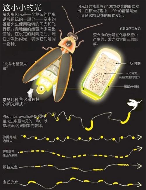 萤火虫：夏夜里的暗号，你还记得吗？-因为所以