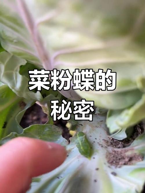 带透气孔的透明昆虫观察盒 静置在木质桌面 内部装着菜粉蝶蛹