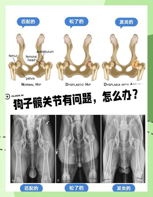 正常犬髋关节vs犬髋关节发育不良X光对比图