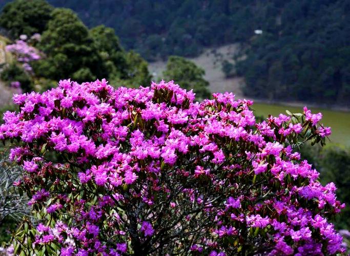 马耳山杜鹃花海