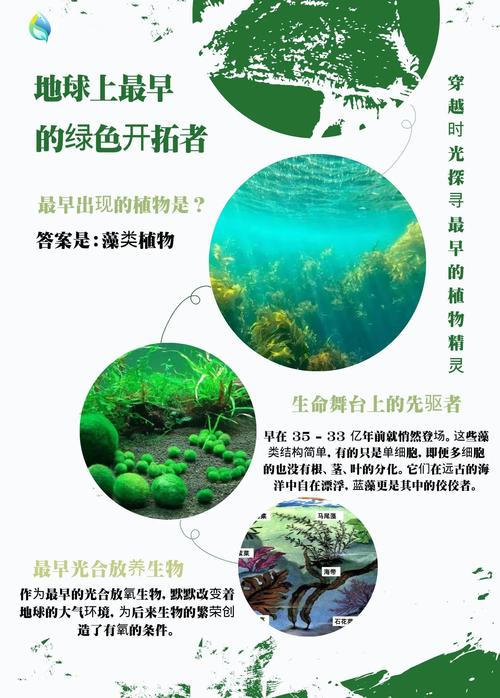 海藻凭什么成了气候救星?