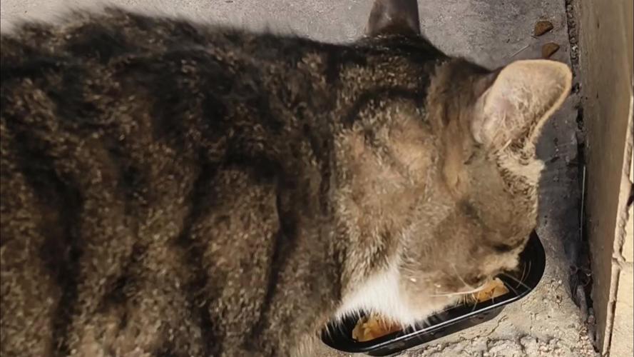 猫咪蹲在主人脚边要零食的日常场景