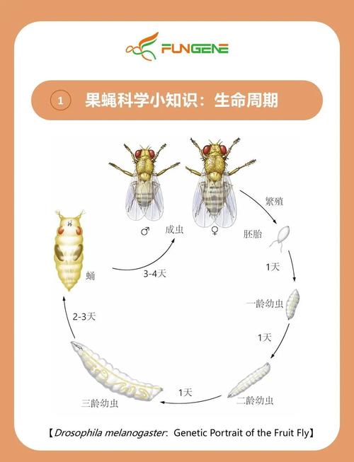 科研人物专访｜三年熬掉八百板果蝇，她终于撬开了基因开关的秘密