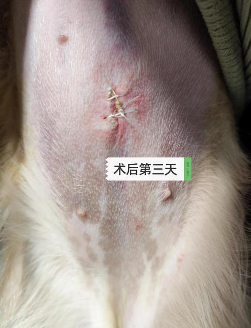 狗狗绝育术后腹部正常伤口状态图