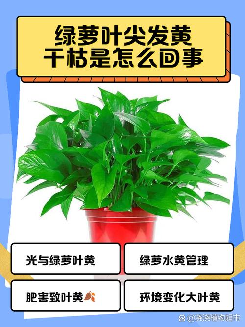 这些关于室内观叶植物的误区,别信