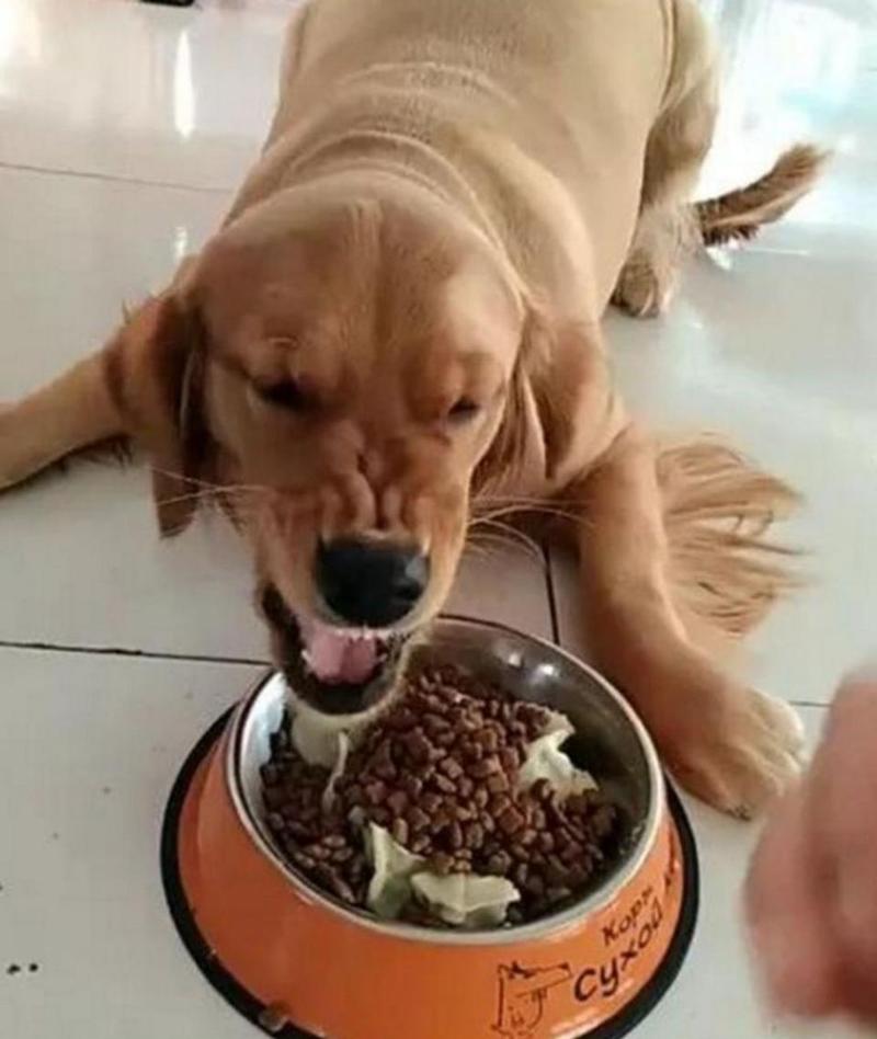 狗狗护着自己食碗呲牙的警告状态实拍