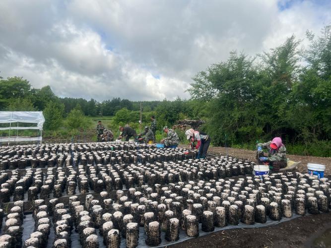 南漳薛坪镇海拔800米栎树林段木黑木耳种植实景
