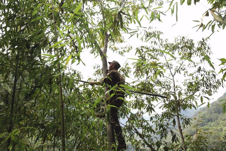 我在山头上算的，是树的“隐形工资”