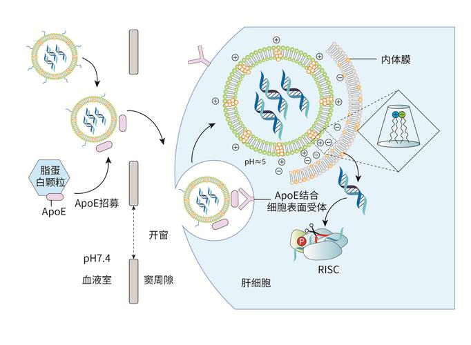 体内基因编辑脂质纳米颗粒递送技术原理图
