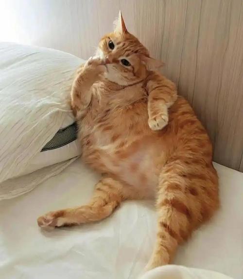 猫咪一天到底喂几次？网上说法不一，到底听谁的？-我问答网
