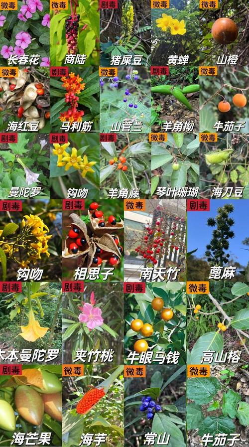 常见有毒室内绿植外形科普图
