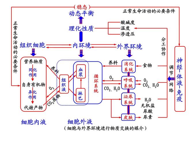 初中生物稳态调节答题逻辑思维导图