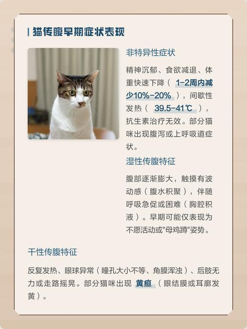 猫传腹典型发病症状整理表