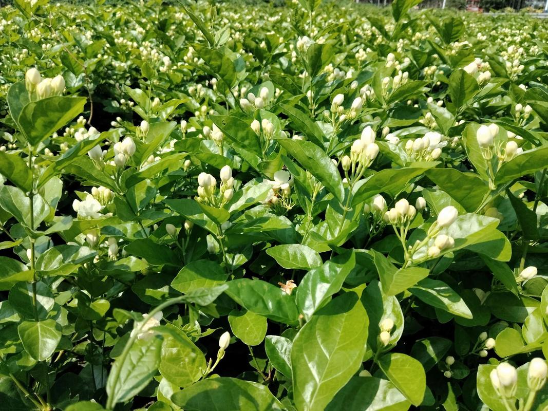 茉莉:为什么说一杯好花茶,是花与茶的“生死相许”?-因为所以