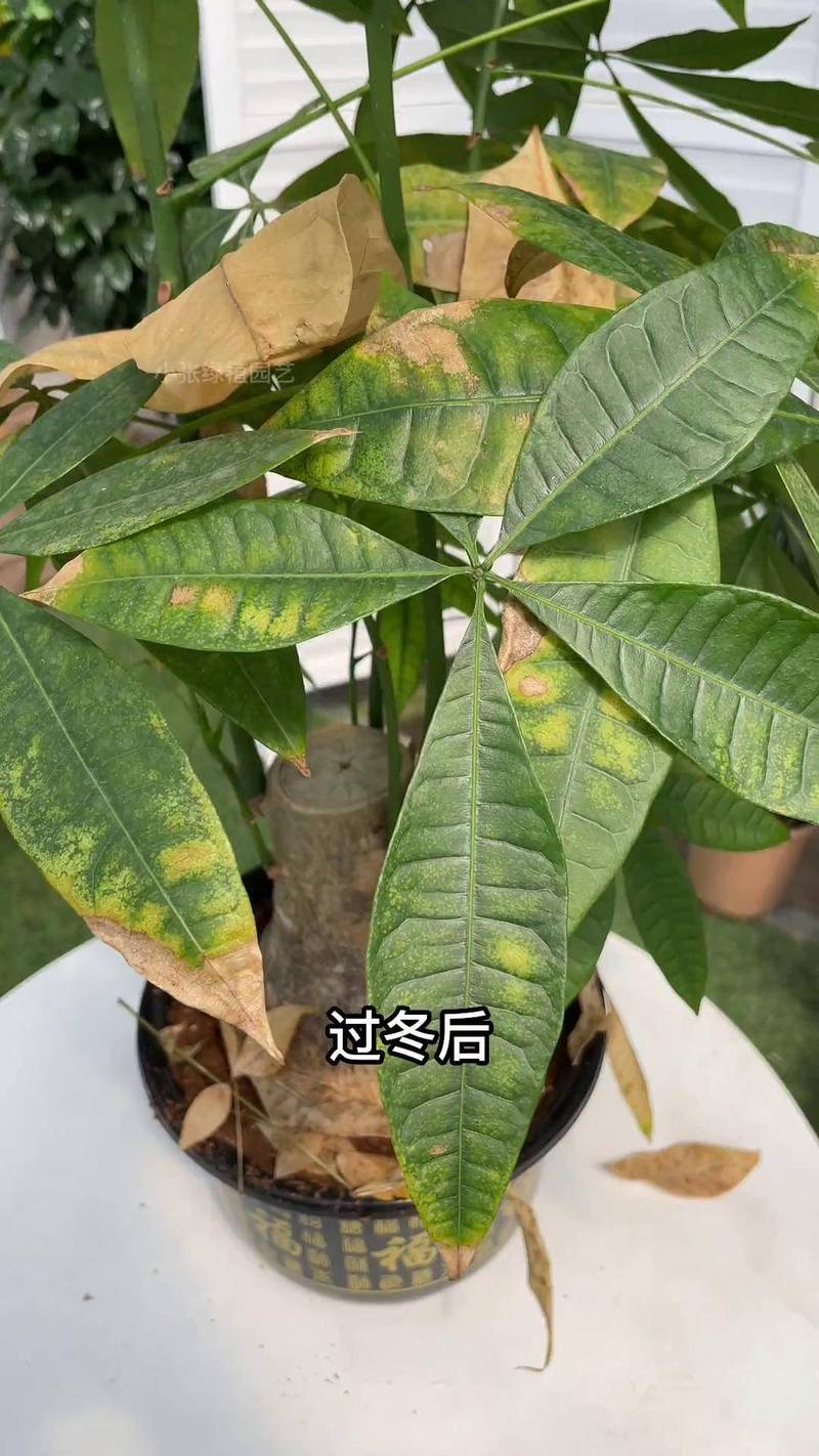 绿植养护实战:发财树烂根了还有救吗?——一个踩坑无数养花人的急救指南-我问答网