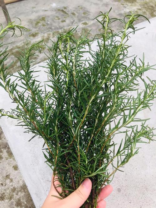 手工制作的迷迭香干花束挂在原木衣柜内驱虫增香