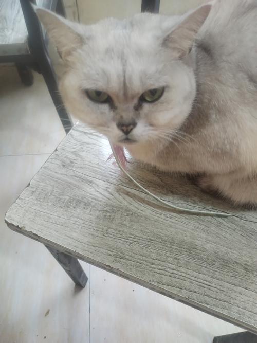 猫咪异常久蹲猫砂盆实拍图