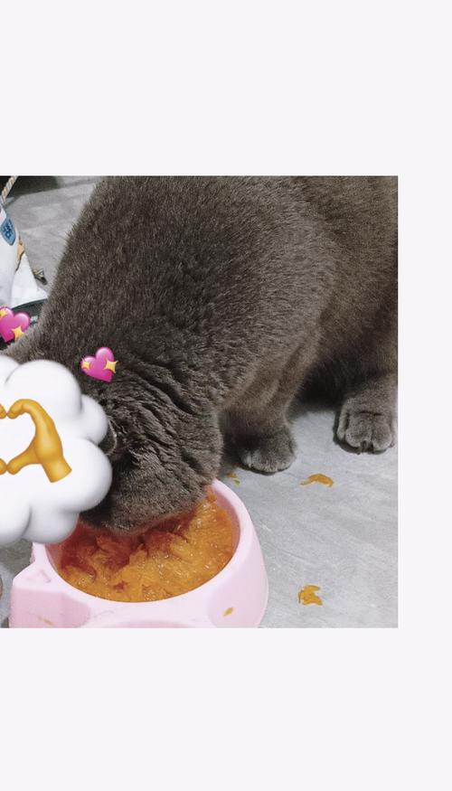 铲屎官给猫喂蒸南瓜调理便秘场景