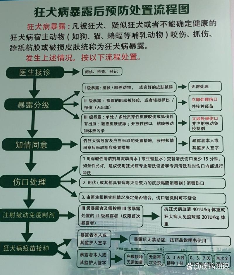 街头遇到烈性犬扑咬的应急处置流程示意图