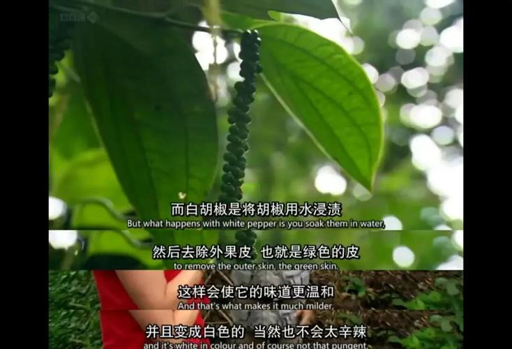 香料的地域“性格”——从印度到墨西哥